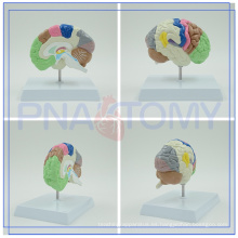 PNT-06121 venta caliente de calidad superior mejor precio modelos cerebrales de plástico anatómico